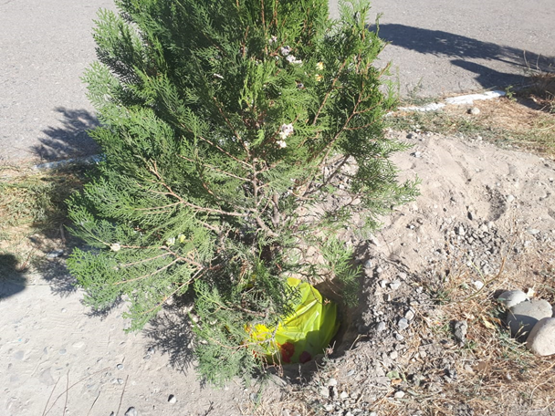 "Бір бала - бір ағаш" акциясы